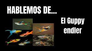 Hablemos del GUPPY ENDLER [upl. by Geminius]