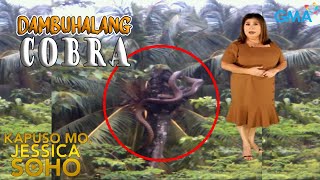 Kapuso Mo Jessica Soho DAMBUHALANG COBRA SINLAKI NG PUNO NG BUKO  kmjs  kmjs latest episode [upl. by Teyugn726]