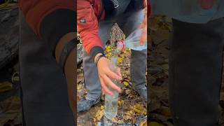 bottle candle 🔥🫡 forest bushcraft camping lifehack outdoors survival [upl. by Vivyanne104]