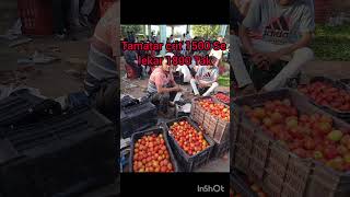 Chandigarh Mandi tamatar 1500 Se lekar 1800 Tak rate reels shorts [upl. by Stalker551]