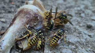 The power of German wasps quotPentaCorequot [upl. by Nollid]