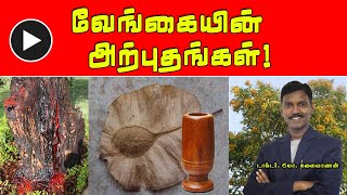 வேங்கையின் அற்புத விநோதங்கள்  Pterocarpus Marsupium  PENTVTAMIL [upl. by Reteid669]