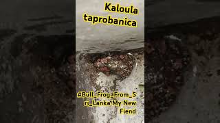 Kaloulataprobanica BullFrogFromSriLanka My New Fiend [upl. by Roldan]