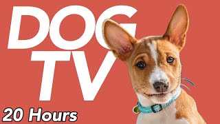 DOG TV  Exciting amp Entertaining Video for Dogs To Watch NEW [upl. by Laved]