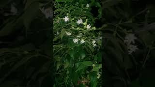 Barsega sawanjhoom jhoom kebeautifulsongs nature songs viral shorts shortvideos [upl. by Wills]