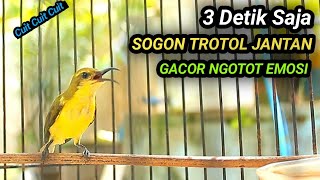 CUITAN SOGON BETINA GACOR MEMANGGIL JANTAN NAIKAN SOGON TROTOL GACOR SEKETIKA DENGAR INI GACORDOR [upl. by Alleen]