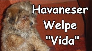 ❤ Havaneser Welpe Vida ❤ Erste Eindrücke Havanese puppy [upl. by Soni]