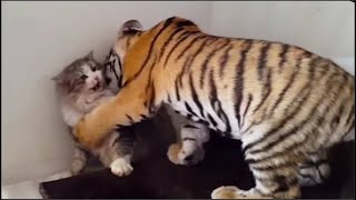 Mamá Gata Adoptó Un Cachorro De Tigre Años Después Esto Sucedió [upl. by Filiano117]