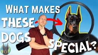 What REALLY Makes Dobermans So Special Its Not What You Think [upl. by Lissie]