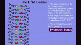 DNA Structure [upl. by Ailaht]