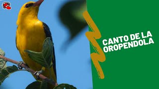 CANTO de la OROPENDOLA EUROPEA 2022 🐦🦜 [upl. by Alliuqaj]