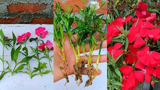 How to grow dianthus plant  dianthus propagation from cuttings  Dianthus plant care [upl. by Aillij]