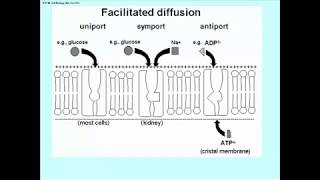 293 Passive and Facilitated Diffusion [upl. by Haonam]