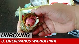 UNBOXING  Coenobita Brevimanus Warna Pink Lila dan Violascens  Video Unboxing  Crabpedia [upl. by Il863]