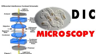 DIC microscopy [upl. by Carmon136]