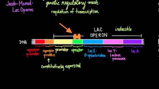 JacobMonod The Lac Operon [upl. by Elleinaj]