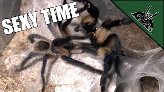 Smooth transfer and easiest tarantula pairing EVER  Monocentropus balfouri [upl. by Emogene]