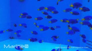 Chrysiptera parasema  Yellowtail Damselfish [upl. by Mctyre976]