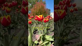 Day 4 Botanical gardens dayinmylife dayinthelife vlog adventure pov life viralvideo [upl. by Mollie]