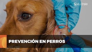 ✅ ¿Cómo prevenir enfermedades en perros  Salud180 🌿 [upl. by Atiniuq]