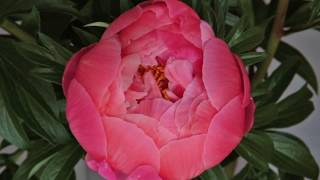 Peony Timelapse [upl. by Clementas]