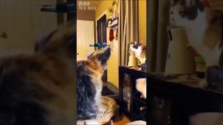 Enjoy 😊 cats MrMeow999 shorts cute viralshort short shortsfeed funny [upl. by Thalassa419]