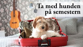 Hundskolan Ta med hunden på semestern [upl. by Nnyroc]