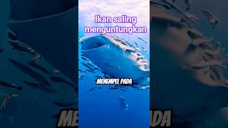 Ikan Remora sang pengawal ikan besar [upl. by Phebe687]