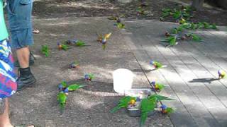 Irish Birds Nest Gets Raided by Rainbow Lorikeets [upl. by Daley]