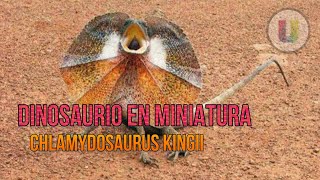 Lagarto de gorguera Chlamydosaurus kingii l Resubido [upl. by Tellford]