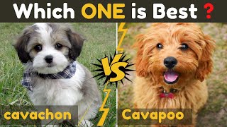 Cavachon vs Cavapoo cavoodle  Comparison Between Two cavalier king charles spaniel Dog Mix [upl. by Chappelka]