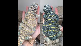 Ornate Uromastyx [upl. by Shayla]