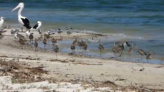 Eastern Curlews at Kakadu Beach Birdhides [upl. by Aicelef]