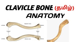 CLAVICLE BONE  HUMAN ANATOMY  தமிழ் [upl. by Eetnuahs]