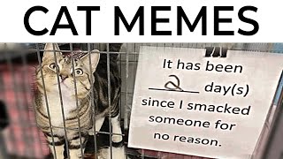 Cat Memes [upl. by Zucker]