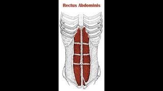 Two Minutes of Anatomy Rectus Abdominis Abs [upl. by Zachar118]