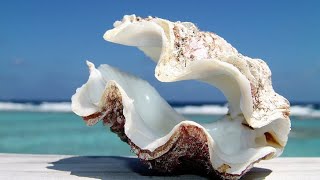 Phylum Mollusca Part 3 Class Bivalvia Clams Oysters Mussels etc [upl. by Alic]