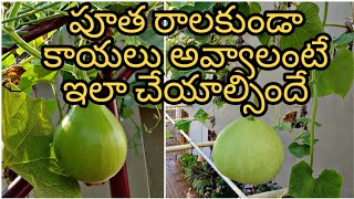 How to hand pollinate gourds పిందెలనీ రాలిపోకుండా కాయలు గా మారాలంటే ఇలా చేయండి handpollination [upl. by Nyrehtak]