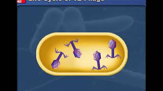 Bacteriophage life cycle animation FSc Part 1 Ch5 [upl. by Scoville]