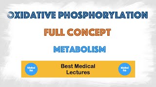 Oxidative Phosphorylation in mitochondria  Biochemistry [upl. by Rimas]