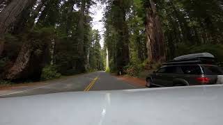 Ride along through the ancient redwood forest in Californias Prairie Creek State Park pt 1 [upl. by Tuppeny]