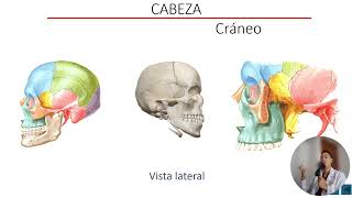 Músculos de la masticación fosa temporal e infratemporal nervio V y VII masticacion facial fyp [upl. by Anyrak534]