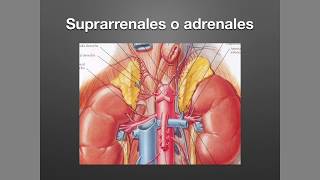 Suprarrenales Anatomía y Fisiología [upl. by Ivor]