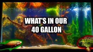 A day in the fish room  New 40 Gallon Aquascape  Dansfish Unboxing [upl. by Dygall]