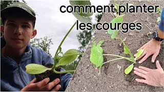 Comment planter les courges [upl. by Attinahs]