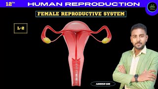 L2  Female Reproductive System  Human Reproduction  NCERT  BOARD  2425 [upl. by Adnawaj]