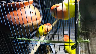 3 birds in one cage reaction viralbird viralvideo masaallah growlife serulingkicau [upl. by Eek979]