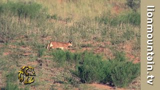 🐾 Caracal on the Hunt in the Kalahari  African Lesser Cats 🦌 [upl. by Nittirb]