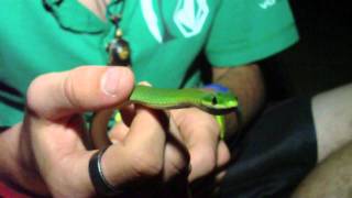 Rough Green Snake [upl. by Victor]