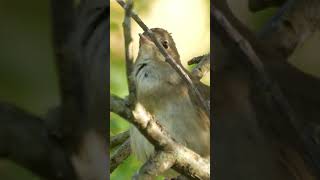 Nightingale Bird Singing and Chirping Beautiful Bird Sounds birds birdssounds birdssinging [upl. by Erdman]